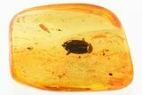 Detailed Fossil Male Marsh Beetle (Scirtidae) in Baltic Amber #352701-2